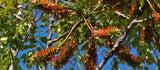 Acrocarpus fraxinifolius | Pink Cedar | Indian Ash | Shingle Tree | 20_Seeds