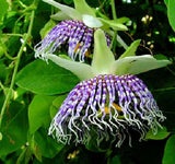 Passiflora actinia | Passion Flower | 20_Seeds