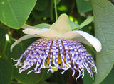 Passiflora actinia | Passion Flower | 20_Seeds