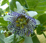 Passiflora actinia | Passion Flower | 20_Seeds