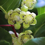 Actinidia arguta | Tara Vine | Hardy Kiwi | 50_Seeds
