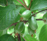 Actinidia arguta | Tara Vine | Hardy Kiwi | 50_Seeds