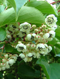 Actinidia arguta | Tara Vine | Hardy Kiwi | 50_Seeds