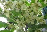 Actinidia arguta | Tara Vine | Hardy Kiwi | 50_Seeds