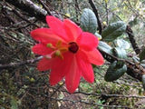 Passiflora adulterina | Passion Flower Vine | 10_Seeds