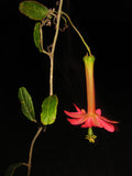 Passiflora adulterina | Passion Flower Vine | 10_Seeds
