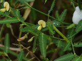Aeschynomene aspera | Shola | Sola Pith Plant | Laugauni | Netti | 20_Seeds