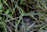Aeschynomene aspera | Shola | Sola Pith Plant | Laugauni | Netti | 20_Seeds