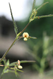 Aeschynomene aspera | Shola | Sola Pith Plant | Laugauni | Netti | 20_Seeds