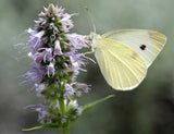 Agastache foeniculum | Anise Hyssop | Licorice Mint | 200_Seeds