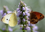 Agastache foeniculum | Anise Hyssop | Licorice Mint | 200_Seeds