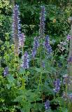 Agastache foeniculum | Anise Hyssop | Licorice Mint | 200_Seeds