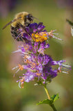 Agastache foeniculum | Anise Hyssop | Licorice Mint | 200_Seeds