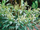 Ocimum gratissimum | West African Wild Clove Basil | 100_Seeds