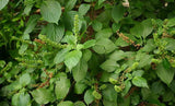 Ocimum gratissimum | West African Wild Clove Basil | 100_Seeds