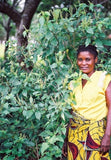 Ocimum gratissimum | West African Wild Clove Basil | 100_Seeds