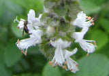Ocimum gratissimum | West African Wild Clove Basil | 100_Seeds