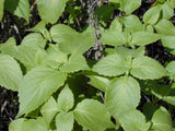 Ocimum gratissimum | West African Wild Clove Basil | 100_Seeds