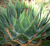 Agave montana | Hardy Century Plant | Mountain-Agave | 10_Seeds