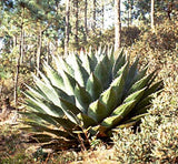 Agave montana | Hardy Century Plant | Mountain-Agave | 10_Seeds