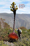 Agave montana | Hardy Century Plant | Mountain-Agave | 10_Seeds