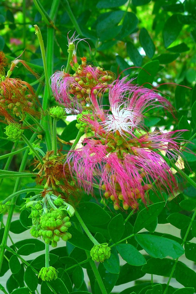 Albizia saman | Five Oclock Rain Tree | Monkeypod | Mimosa