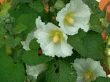 Alcea rosea | Hollyhock | 20_Seeds