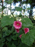 Alcea rosea | Hollyhock | 20_Seeds