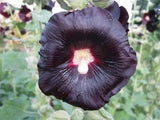 Alcea rosea | Hollyhock | 20_Seeds