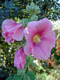 Alcea rosea | Hollyhock | 20_Seeds