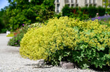 Alchemilla epipsila | Dwarf Ladys Mantle | 100_Seeds