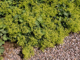 Alchemilla epipsila | Dwarf Ladys Mantle | 100_Seeds