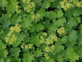 Alchemilla epipsila | Dwarf Ladys Mantle | 100_Seeds