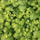 Alchemilla epipsila | Dwarf Ladys Mantle | 100_Seeds