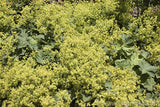 Alchemilla epipsila | Dwarf Ladys Mantle | 100_Seeds