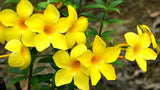 Allamanda cathartica | Golden Trumpet | Yellow Trumpetvine | Brown Bud | 5_Seeds