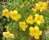 Allamanda cathartica | Golden Trumpet | Yellow Trumpetvine | Brown Bud | 5_Seeds