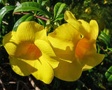 Allamanda cathartica | Golden Trumpet | Yellow Trumpetvine | Brown Bud | 5_Seeds