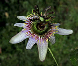 Passiflora alnifolia | 5_Seeds