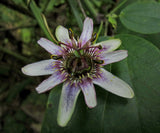 Passiflora alnifolia | 5_Seeds