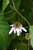 Passiflora alnifolia | 5_Seeds