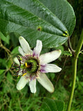 Passiflora alnifolia | 5_Seeds
