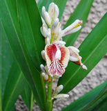 Alpinia galanga | Greater Galangal | Siamese Ginger | 20_Seeds