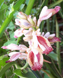 Alpinia galanga | Greater Galangal | Siamese Ginger | 20_Seeds