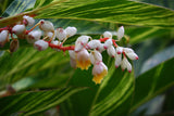 Alpinia galanga | Greater Galangal | Siamese Ginger | 20_Seeds