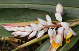 Alpinia galanga | Greater Galangal | Siamese Ginger | 20_Seeds