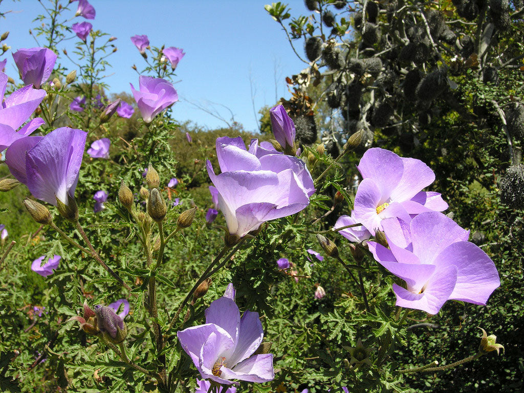 Alyogyne huegelii | Blue Hibiscus