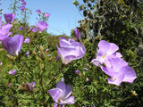 Alyogyne huegelii | Blue Hibiscus | 20_seeds