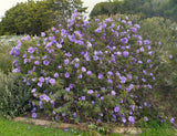 Alyogyne huegelii | Blue Hibiscus | 20_seeds