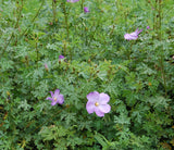 Alyogyne huegelii | Blue Hibiscus | 20_seeds